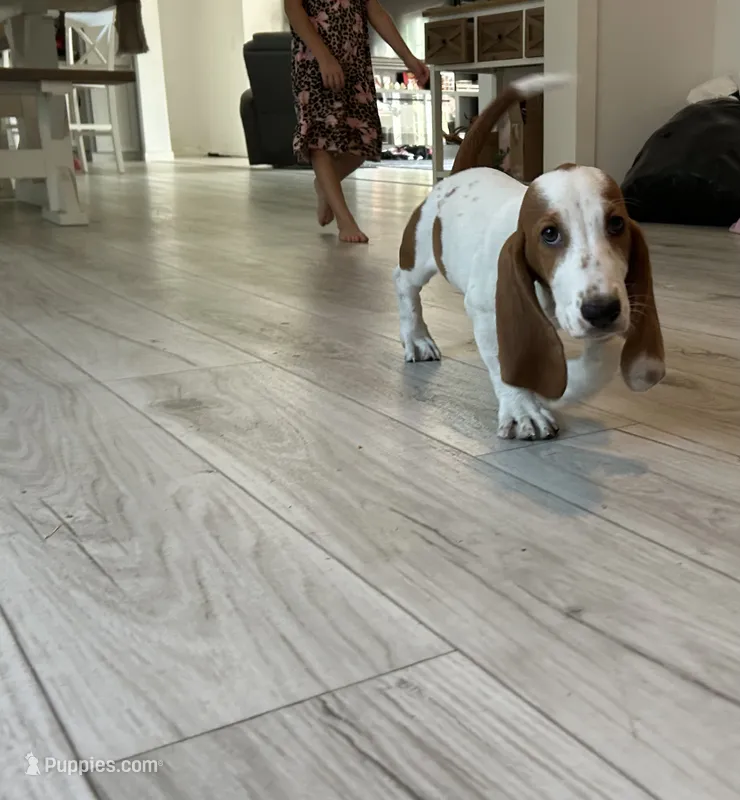Aerial  – Basset Hound puppy for sale in Newton Grove, NC