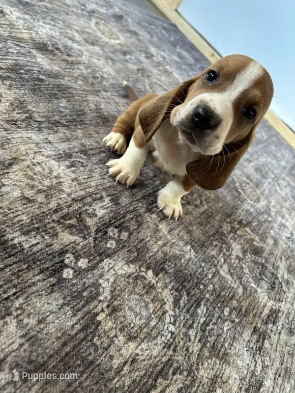 Jaxson  – Basset Hound puppy for sale in Newton Grove, NC