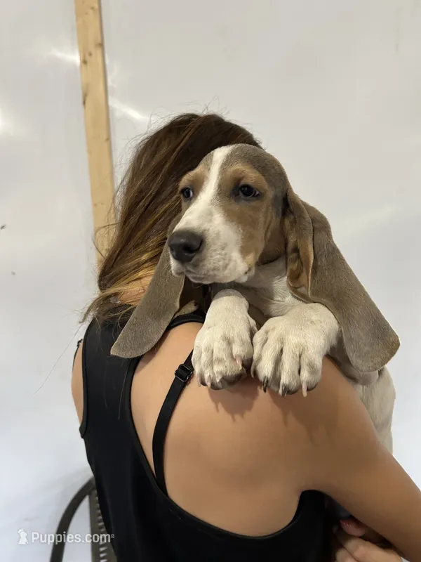 Bluey  – Basset Hound puppy for sale in Newton Grove, NC
