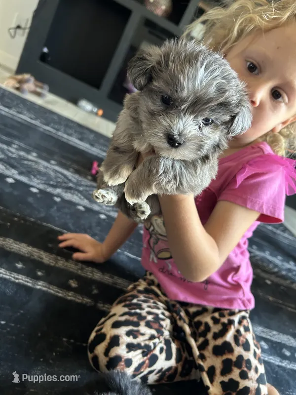 Tiny Tim  – Morkie puppy for sale in Newton Grove, NC
