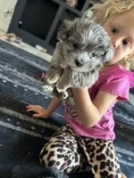 Tiny Tim , a male Morkie for sale in Newton Grove, NC – 1 of 7