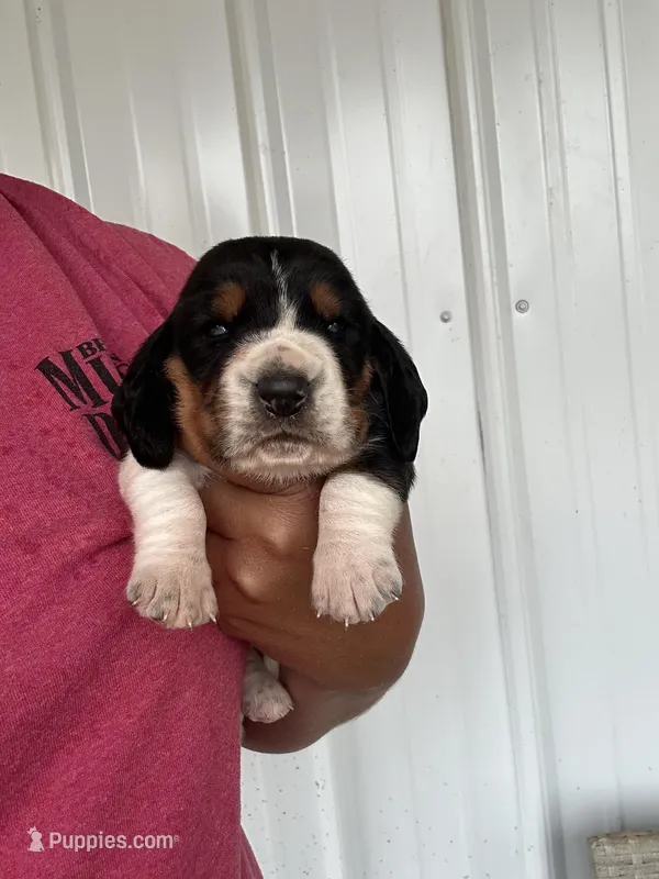 Bella  – Basset Hound puppy for sale in Newton Grove, NC