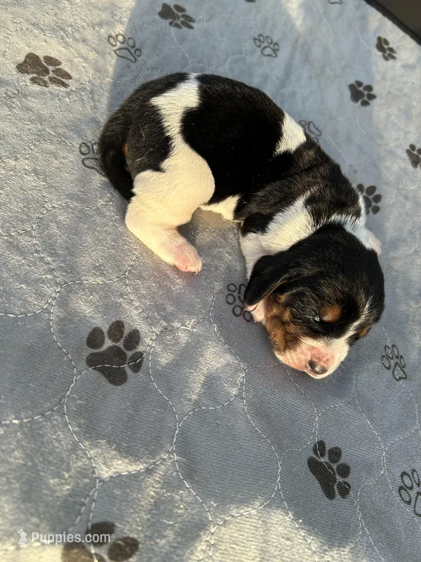 Bella  – Basset Hound puppy for sale in Newton Grove, NC