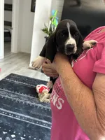 Jewel , a female Basset Hound for sale in Newton Grove, NC – 8 of 10