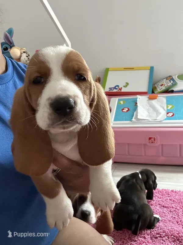 Remy  – Basset Hound puppy for sale in Newton Grove, NC