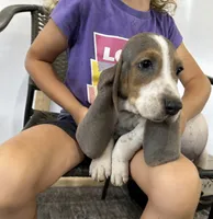 Bluey , a male Basset Hound for sale in Newton Grove, NC – 1 of 3