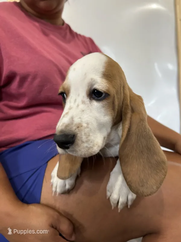 Breezy  – Basset Hound puppy for sale in Newton Grove, NC