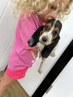 Henry , a male Basset Hound for sale in Newton Grove, NC – 1 of 1