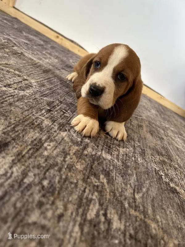 Fletcher  – Basset Hound puppy for sale in Newton Grove, NC