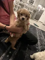 Blue, a male Poodle - Toy  for sale in Newton Grove, NC – Photo 1 of 3