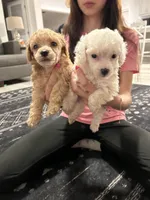 Blue, a male Poodle - Toy  for sale in Newton Grove, NC – Photo 2 of 3