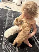 Blue, a male Poodle - Toy  for sale in Newton Grove, NC – Photo 3 of 3