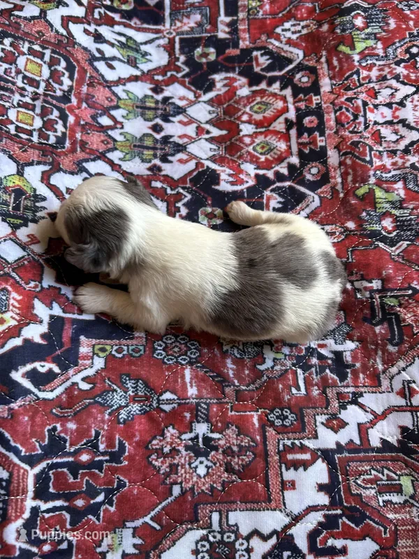 Jewel  – Morkie puppy for sale in Newton Grove, NC