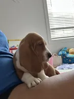 Fletcher , a male Basset Hound for sale in Newton Grove, NC – 2 of 9