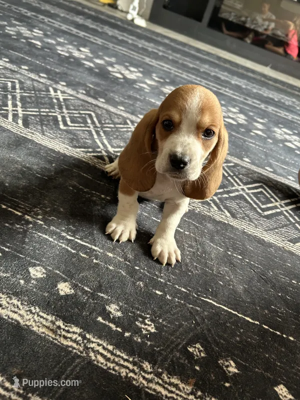 Fred – Basset Hound puppy for sale in Newton Grove, NC