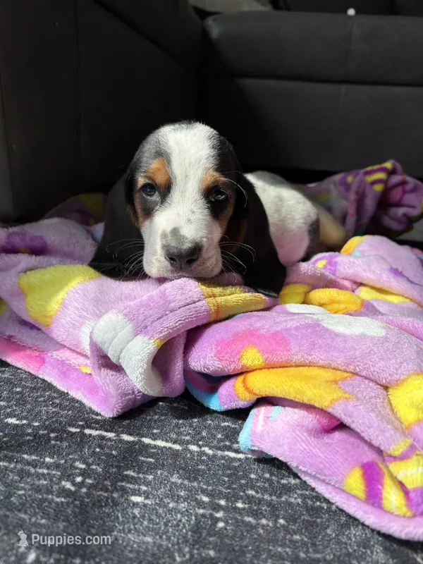Fiona  – Basset Hound puppy for sale in Newton Grove, NC