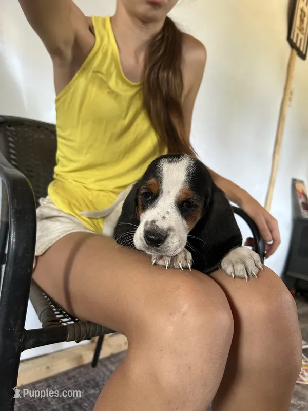 Fiona  – Basset Hound puppy for sale in Newton Grove, NC