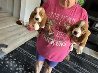 Fletcher , a male Basset Hound for sale in Newton Grove, NC – 8 of 9