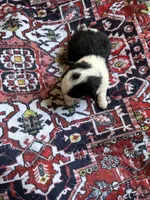 Angel , a female Morkie for sale in Newton Grove, NC – 5 of 5