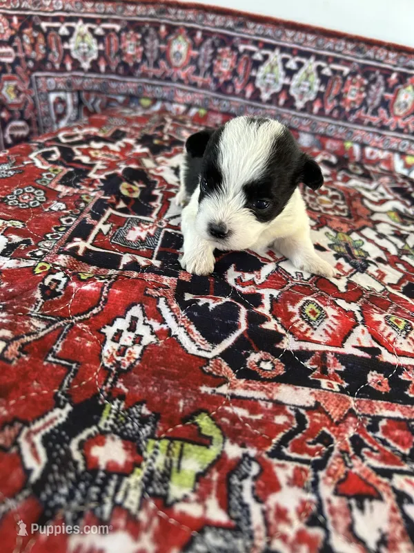 Angel  – Morkie puppy for sale in Newton Grove, NC