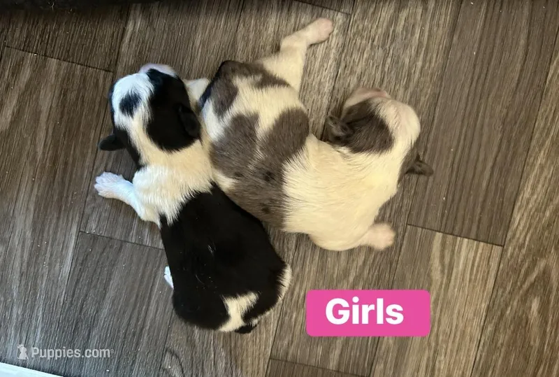 Angel , a female Morkie for sale in Newton Grove, NC – Photo 1 of 1