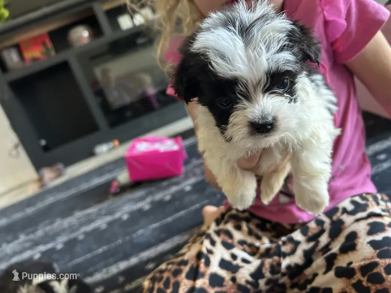Angel  – Morkie puppy for sale in Newton Grove, NC