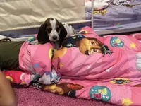 Dolly, a female Basset Hound for sale in Newton Grove, NC – 3 of 4