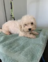 Tiny Tim , a male Morkie for sale in Newton Grove, NC – 7 of 7