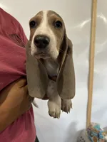 Bluey , a male Basset Hound for sale in Newton Grove, NC – 7 of 10