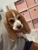 Daisy, a female Basset Hound for sale in Newton Grove, NC – 1 of 4
