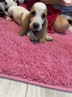 Max, a male Basset Hound for sale in Newton Grove, NC – 2 of 5