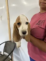 Breezy , a female Basset Hound for sale in Newton Grove, NC – 2 of 3