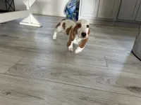 Hank , a male Basset Hound for sale in Newton Grove, NC – 2 of 4