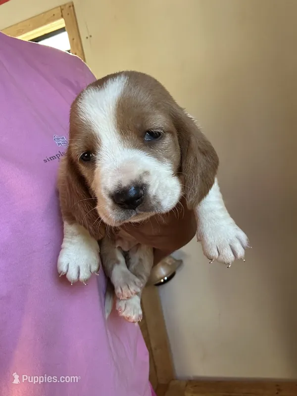 Remy  – Basset Hound puppy for sale in Newton Grove, NC