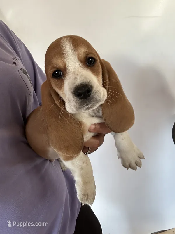 Fred – Basset Hound puppy for sale in Newton Grove, NC