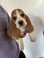 Fred, a male Basset Hound for sale in Newton Grove, NC – 2 of 3