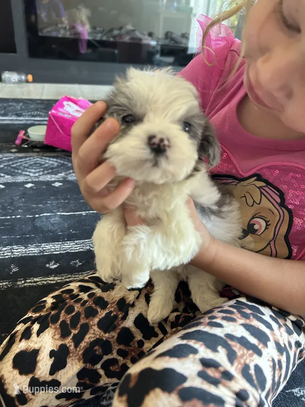 Jewel  – Morkie puppy for sale in Newton Grove, NC