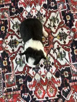 George , a male Morkie for sale in Newton Grove, NC – 4 of 4