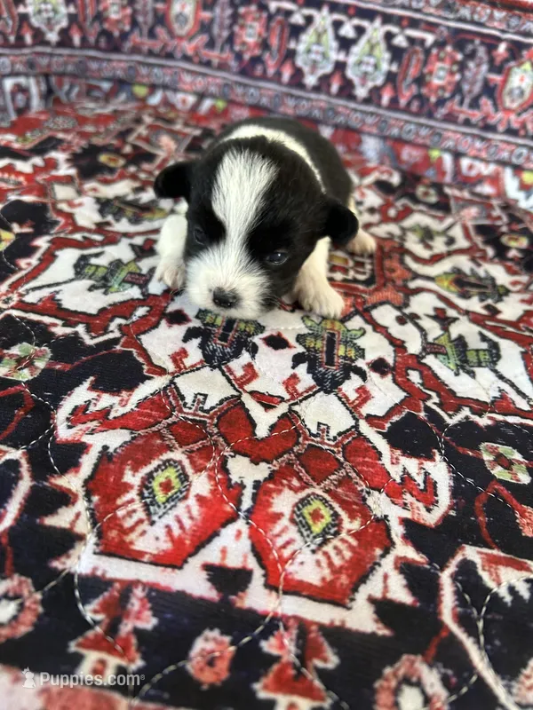 George  – Morkie puppy for sale in Newton Grove, NC