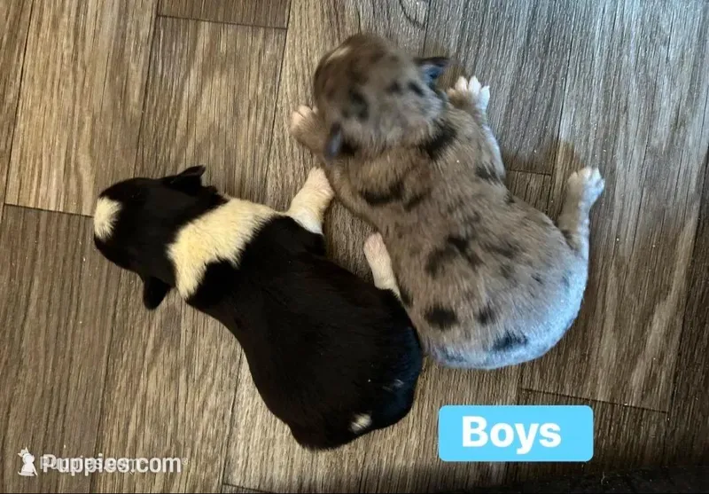 George  – Morkie puppy for sale in Newton Grove, NC