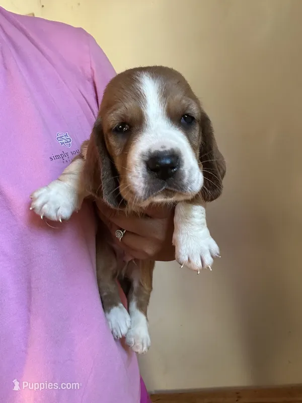 Jaxson  – Basset Hound puppy for sale in Newton Grove, NC