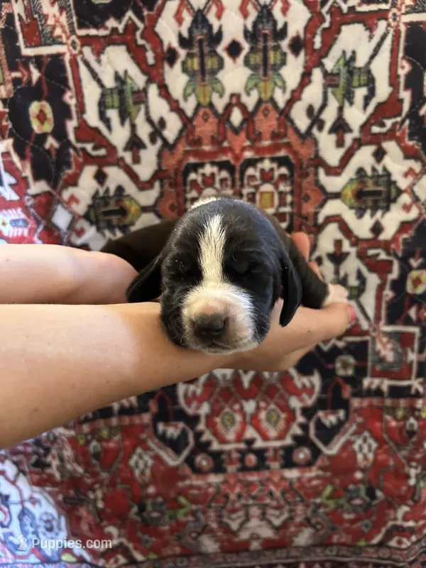 Jewel  – Basset Hound puppy for sale in Newton Grove, NC