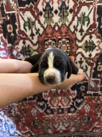 Jewel , a female Basset Hound for sale in Newton Grove, NC – Photo 1 of 3