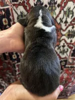 Jewel , a female Basset Hound for sale in Newton Grove, NC – Photo 3 of 3