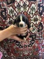 Jewel , a female Basset Hound for sale in Newton Grove, NC – Photo 2 of 3