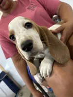 Breezy , a female Basset Hound for sale in Newton Grove, NC – 3 of 3