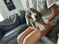 Bluey , a male Basset Hound for sale in Newton Grove, NC – 9 of 10