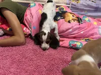 Dolly, a female Basset Hound for sale in Newton Grove, NC – 4 of 4