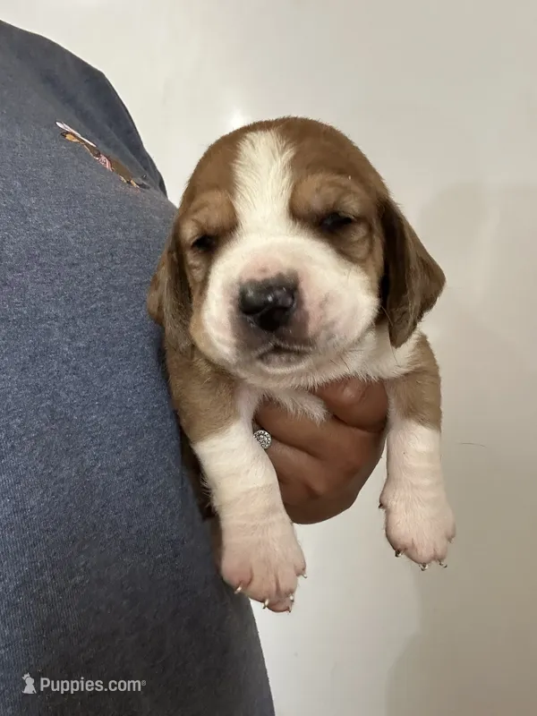 Jaxson  – Basset Hound puppy for sale in Newton Grove, NC
