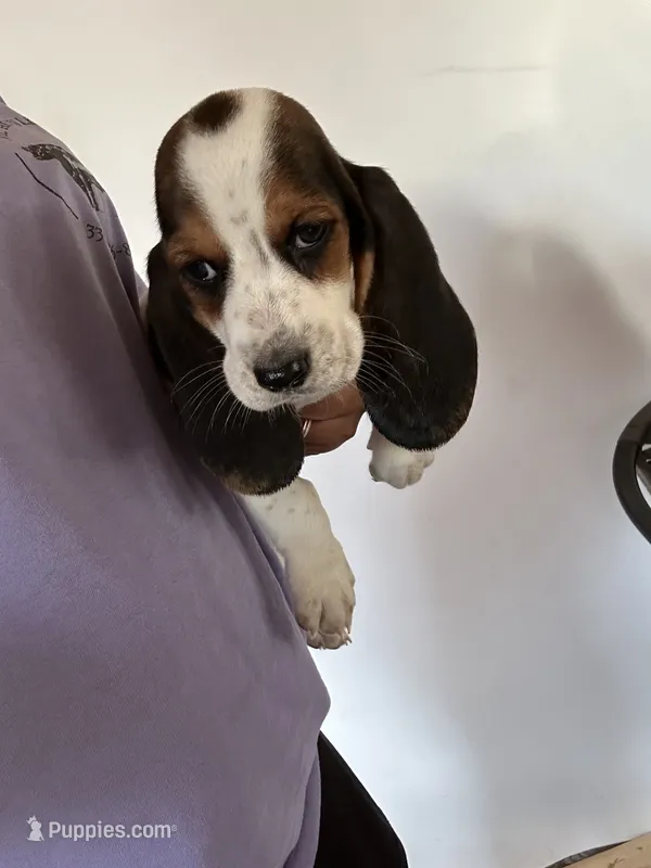 Daisy – Basset Hound puppy for sale in Newton Grove, NC